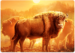 Buffalo Win — скриншот игрового процесса